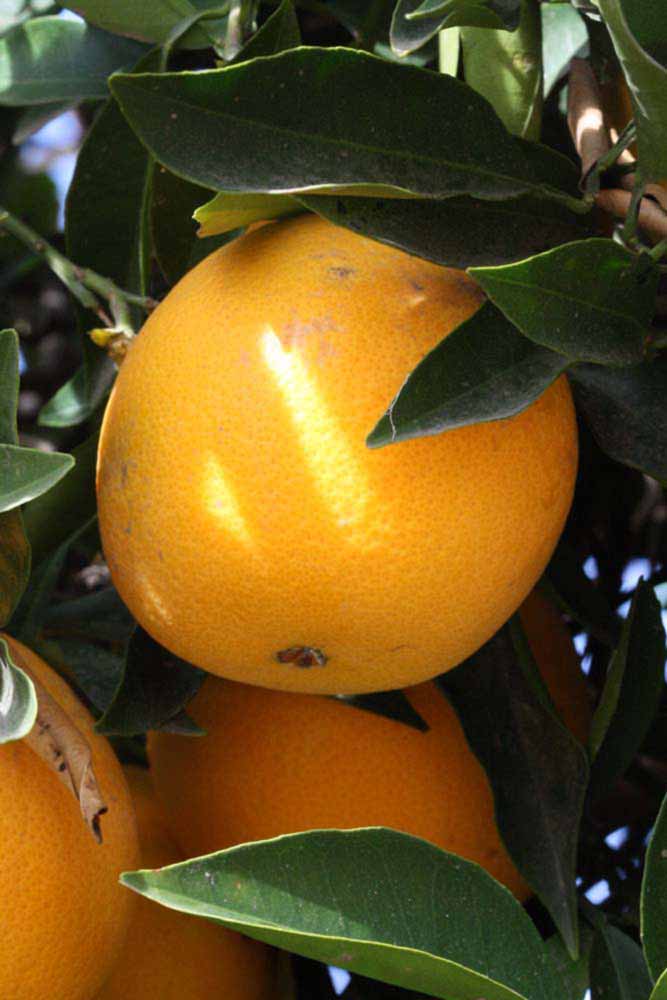            Fruit (Riverside, CA)   